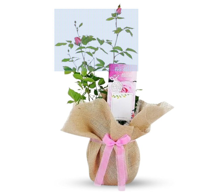 Mum in a million Rose